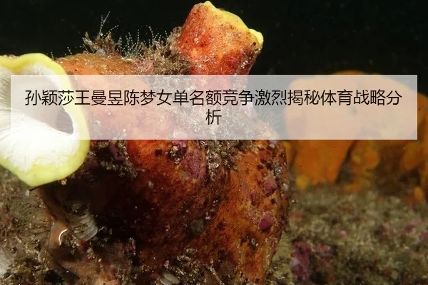 孙颖莎王曼昱陈梦女单名额竞争激烈揭秘体育战略分析